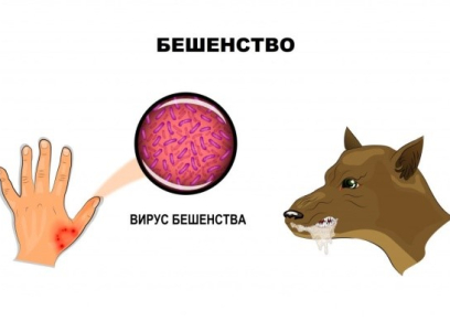 Бешенство. Информация, которую нужно знать каждому